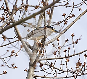 Night heron perched in a tree