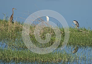 Night heron purple heron and a cattle egret stood in grass reed