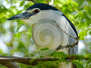 Night Heron at Shanghai wild animal park