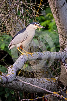 Night heron sitting on the branch on a lake