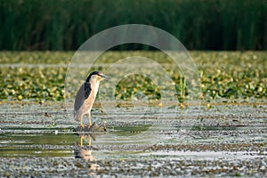 Night heron sitting on the branch on a lake