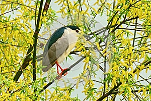 Night Heron sitting on a branch.