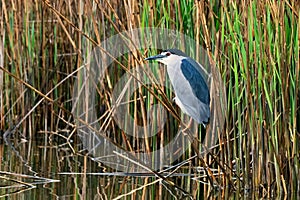 Night heron sitting on one leg in the reeds.