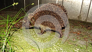 Night hunting the hedgehog.