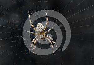 Night image of very dreadful spider