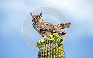 Night King of the Sonoran Desert the Virginian Owl photo