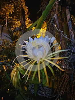 The night lady flower photo