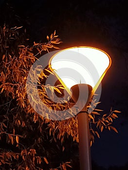 Night lamp light tree