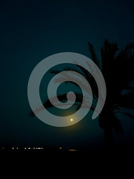 Night landscape on the beach with the moon and the silhouette of some palm trees