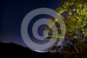 Night landscape. Lonely tree on a background of glowing stars. Starry sky