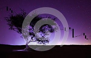 Night landscape in long exposure, tree in the desert, stars background. Trading chart with japanese bars - candlesticks