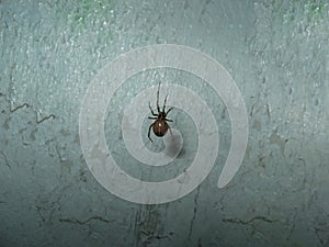 Night little spider posing for the camera.