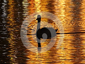 The night in Lucerne in Switzerland, the swans bathe in the water flooded with light golden color.