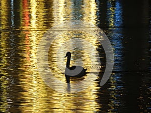 The night in Lucerne in Switzerland, the swans bathe in the water flooded with light golden color.