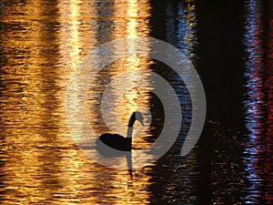 The night in Lucerne in Switzerland, the swans bathe in the water flooded with light golden color.