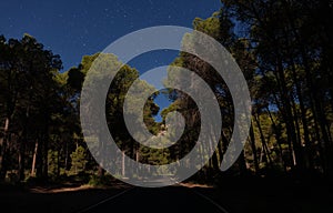 A full moon night in a Spanish pine forest with a mystical light. photo