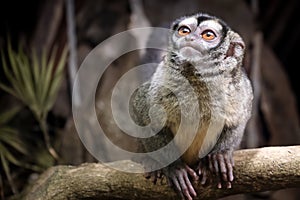 Night monkey, also known as owl monkey