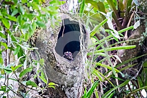 night monkeys (Aotus lemurinus) squeeze themselves into a hollow in a tree trunk .