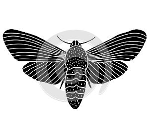 Night moth butterfly. Black hand drawn vector illustration.