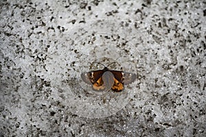 Night Moth butterfly on snow