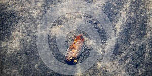 night moth cutworm imago during hibernation in cave