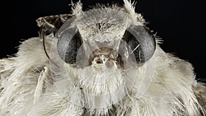 Night Moth magnification