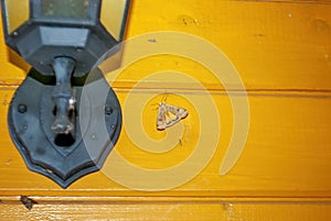 Night moth sits on the wall of the house