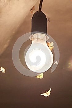 Night moths flocked to the light of a vintage light bulb