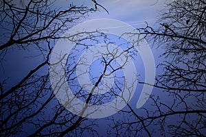 Night mysterious landscape in cold tones - silhouettes of the bare tree branches against dramatic cloudy sky