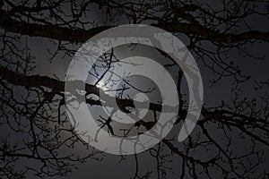 Night mysterious landscape silhouettes of the bare tree branches against the full moon and dramatic night sky