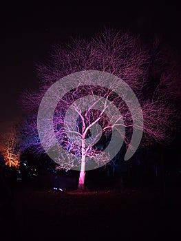 Night Mystery Purple Tree in Kew Garden