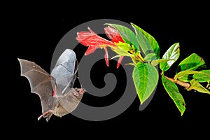 Night nature, Pallas`s Long-Tongued Bat, Glossophaga soricina, flying bat in dark night. Nocturnal animal in flight with red feed