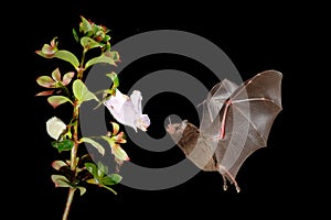 Night nature, Pallas`s Long-Tongued Bat, Glossophaga soricina, flying bat in dark night. Nocturnal animal in flight with red feed
