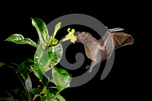 Night nature, Pallas`s Long-Tongued Bat, Glossophaga soricina, flying bat in dark night. Nocturnal animal in flight with red feed