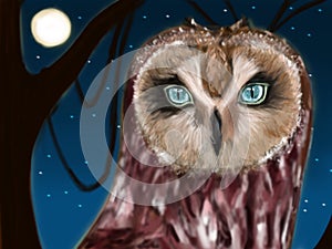 Night Owl Alexander