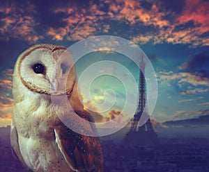 Night in Paris, France. Barn owl portrait with silhouette of Eiffel tower
