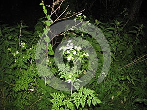 Night photo of green forest grass