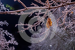 Night photo. Iced branches of a tree and dry lisite covered with a crust of ice.