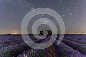 Night photo of the lavender fields in the province of Guadalajara.