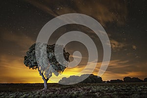 Night photograph with starry sky of a tree with light pollution in the sky from a big city in the distance, oak tree at night with