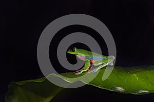 Night photography. Agalychnis annae, Golden-eyed Tree Frog, green and blue frog on leave, Costa Rica. Wildlife scene from tropical