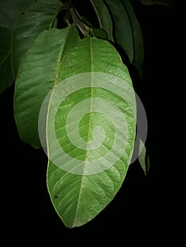 Night photography..Leaf of tree using flash light