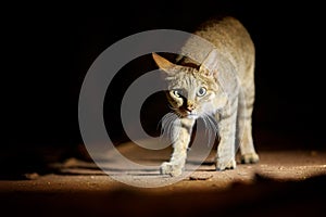 night picture of African wildcat