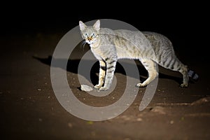 night picture of African wildcat