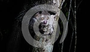 Night portrait of Daubentonia madagascariensis aka Aye-Aye lemur, Atsinanana region, Madagascar