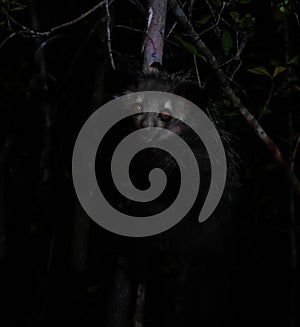 Night portrait of Daubentonia madagascariensis aka Aye-Aye lemur, Atsinanana region, Madagascar