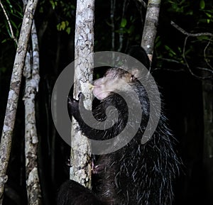 Night portrait of Daubentonia madagascariensis aka Aye-Aye lemur, Atsinanana region, Madagascar photo