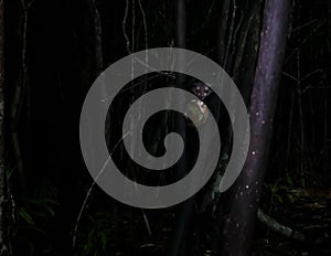 Night portrait of Daubentonia madagascariensis aka Aye-Aye lemur, Atsinanana region, Madagascar photo