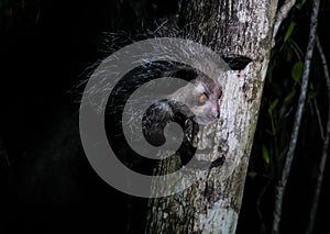 Night portrait of Daubentonia madagascariensis aka Aye-Aye lemur, Atsinanana region, Madagascar photo