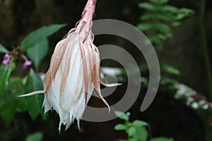 Night queen flower bud or Epiphyllum oxypetalum bloom